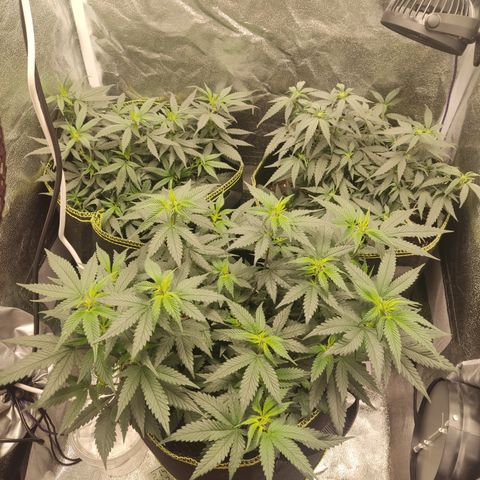 Watermelon Candy growlog timeline photo