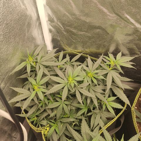 Big Bud growlog timeline photo
