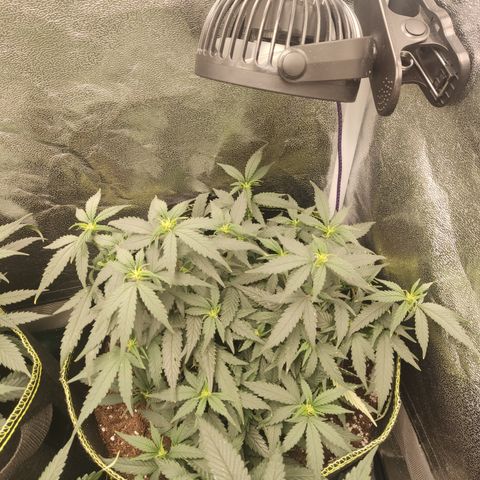OG18 growlog timeline photo
