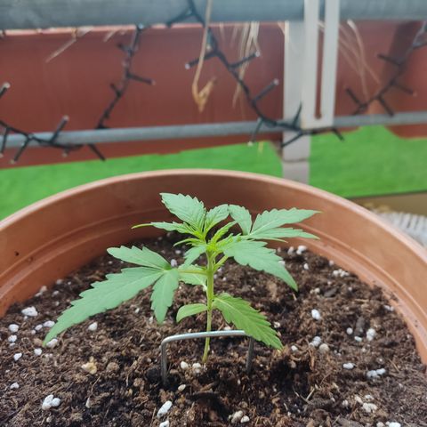 Apple Fritter Automatic growlog timeline photo