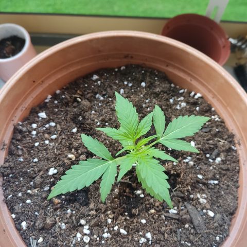 Apple Fritter Automatic growlog timeline photo