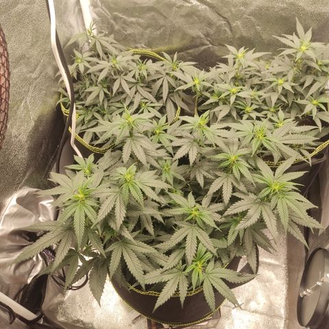 Watermelon Candy growlog timeline photo