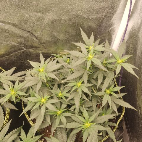 OG18 growlog timeline photo