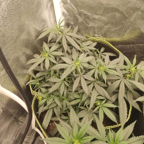 Big Bud growlog timeline photo