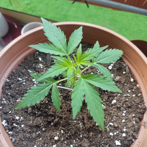 Apple Fritter Automatic growlog timeline photo