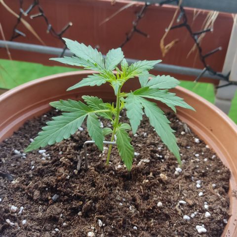 Apple Fritter Automatic growlog timeline photo