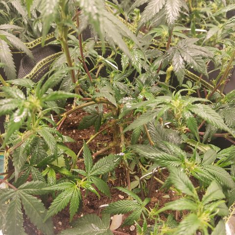 Watermelon Candy growlog timeline photo