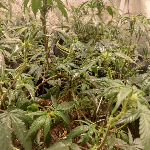 Watermelon Candy growlog timeline photo