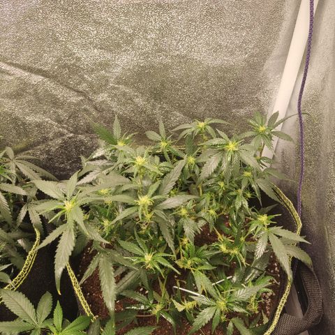 OG18 growlog timeline photo