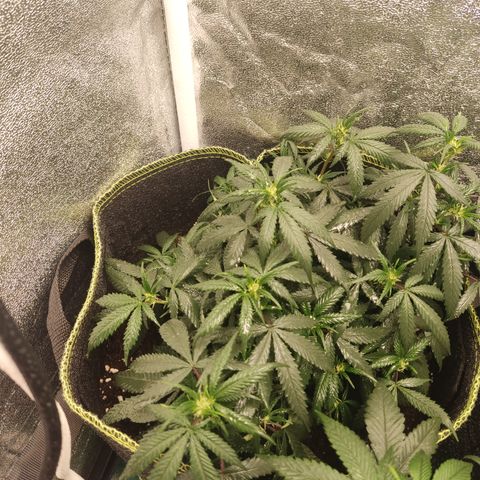 Big Bud growlog timeline photo