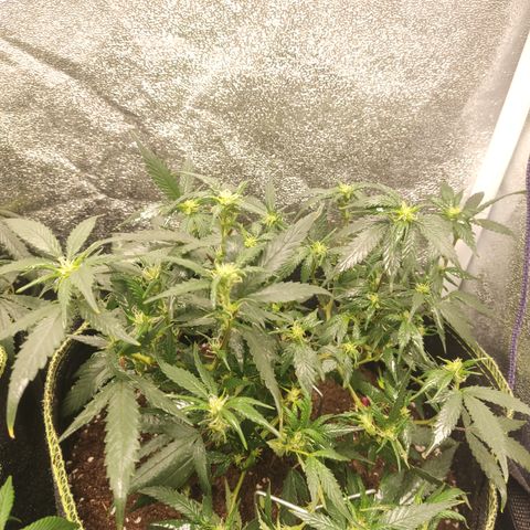 OG18 growlog timeline photo