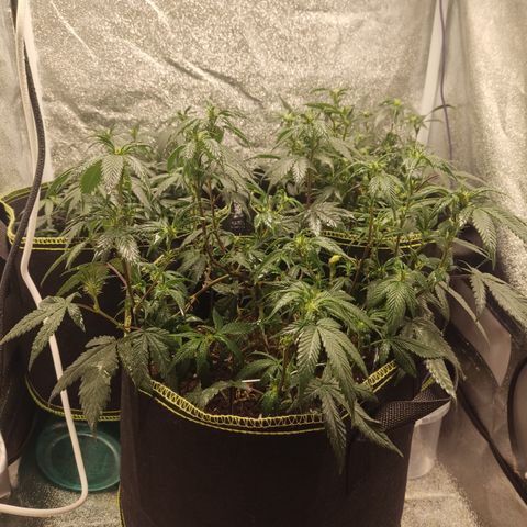 Watermelon Candy growlog timeline photo