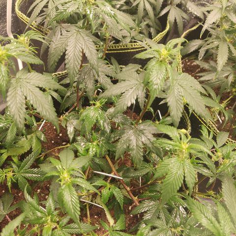Watermelon Candy growlog timeline photo