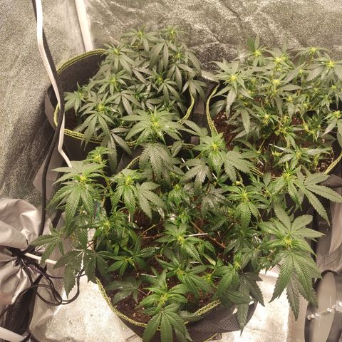Watermelon Candy growlog timeline photo