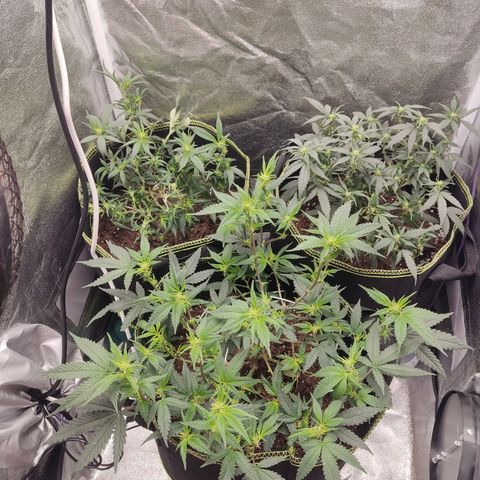 Watermelon Candy growlog timeline photo