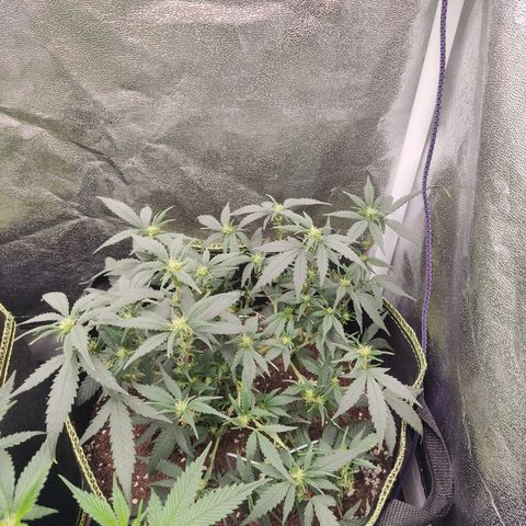 OG18 growlog timeline photo