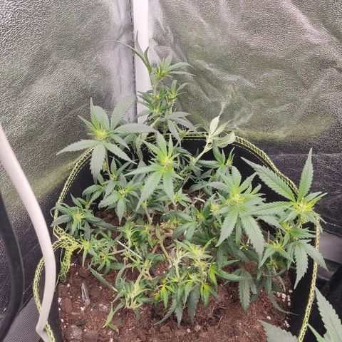 Big Bud growlog timeline photo