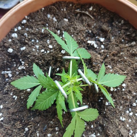 Apple Fritter Automatic growlog timeline photo