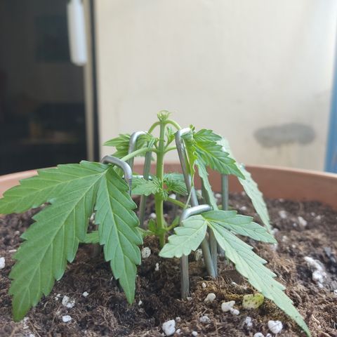 Apple Fritter Automatic growlog timeline photo