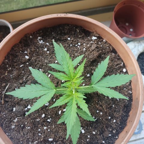 Apple Fritter Automatic growlog timeline photo