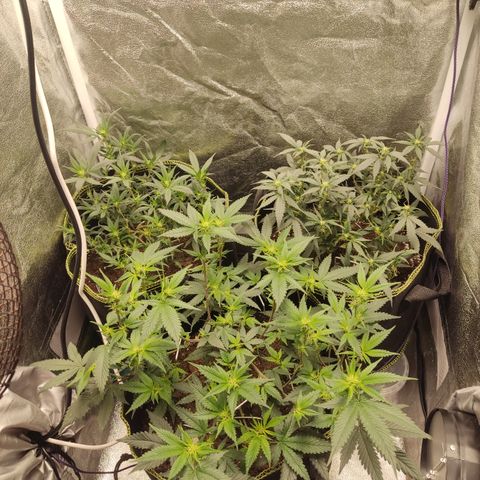 Watermelon Candy growlog timeline photo
