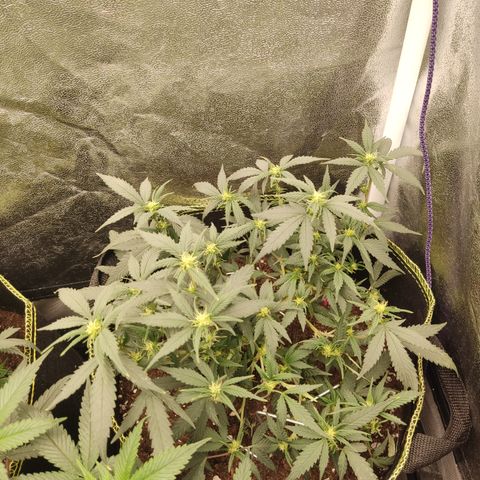 OG18 growlog timeline photo