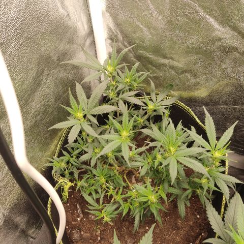 Big Bud growlog timeline photo