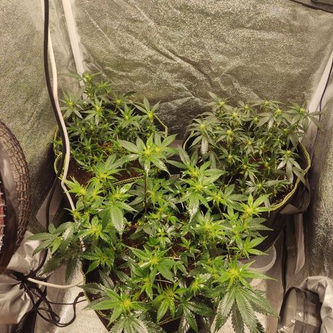 Watermelon Candy growlog timeline photo