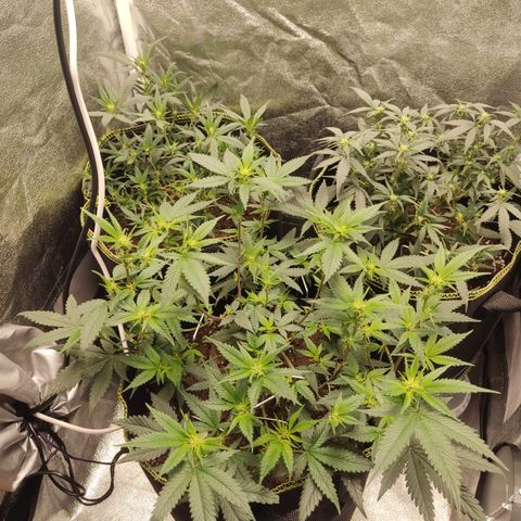 Watermelon Candy growlog timeline photo