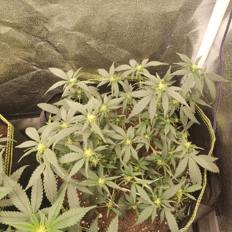 OG18 growlog timeline photo