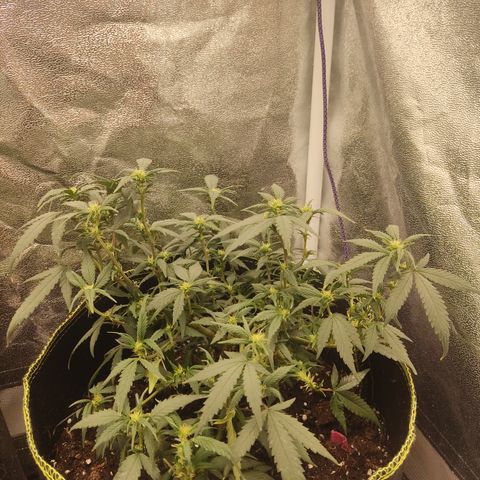 OG18 growlog timeline photo