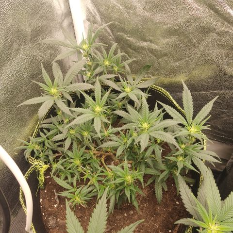 Big Bud growlog timeline photo