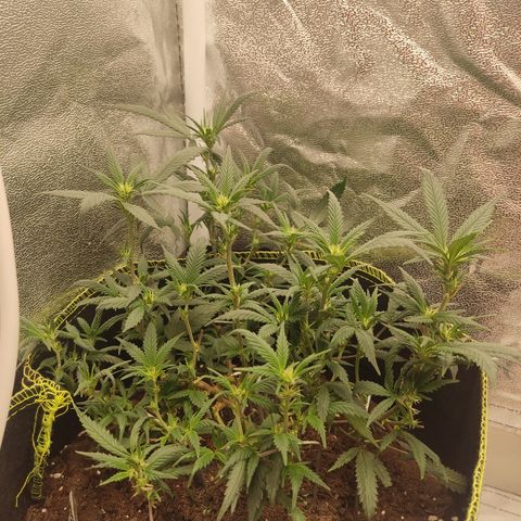 Big Bud growlog timeline photo