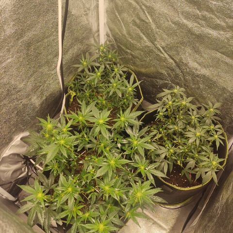 Watermelon Candy growlog timeline photo