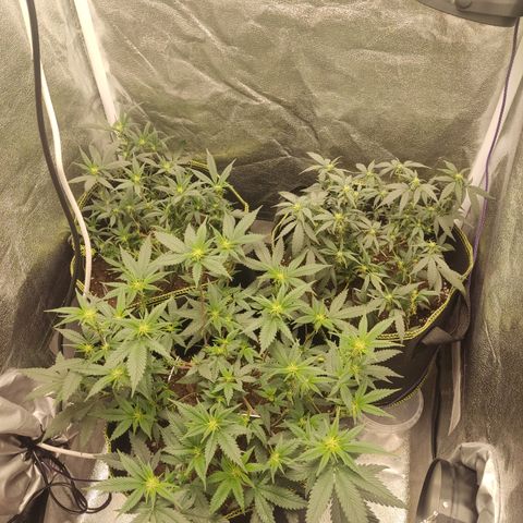 Watermelon Candy growlog timeline photo