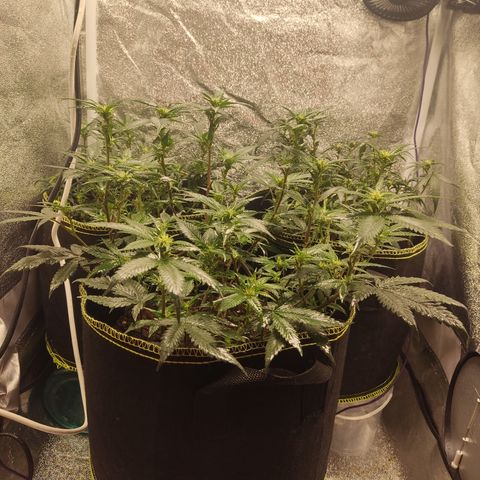 Watermelon Candy growlog timeline photo