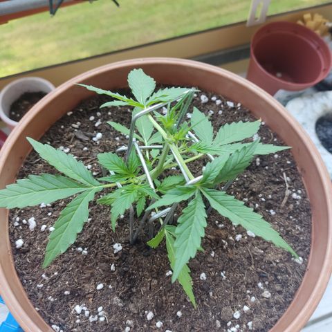 Apple Fritter Automatic growlog timeline photo