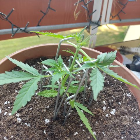 Apple Fritter Automatic growlog timeline photo