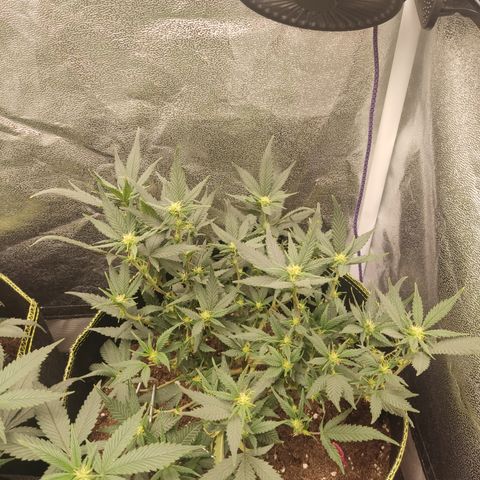 OG18 growlog timeline photo