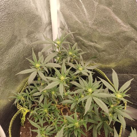 Big Bud growlog timeline photo