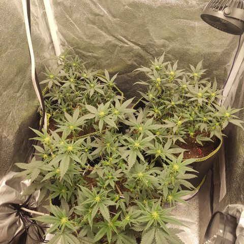 Watermelon Candy growlog timeline photo