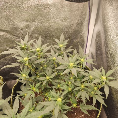 OG18 growlog timeline photo