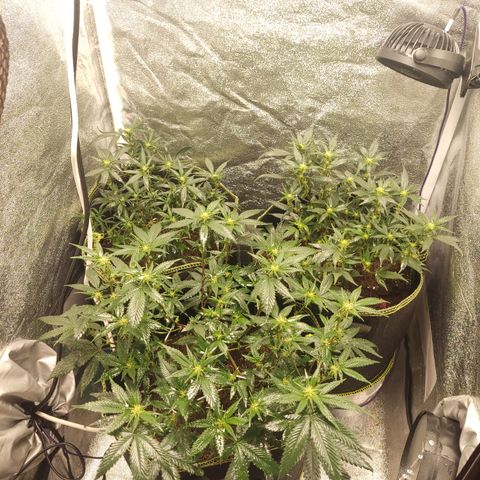 Watermelon Candy growlog timeline photo