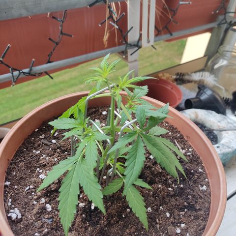 Apple Fritter Automatic growlog timeline photo
