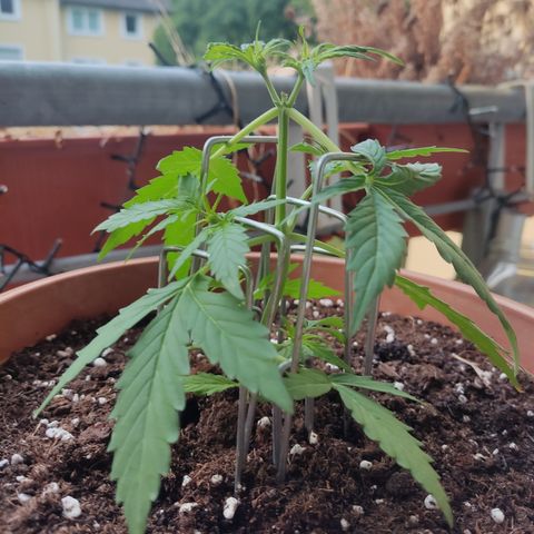 Apple Fritter Automatic growlog timeline photo