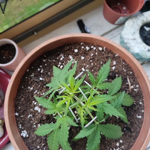 Apple Fritter Automatic growlog timeline photo