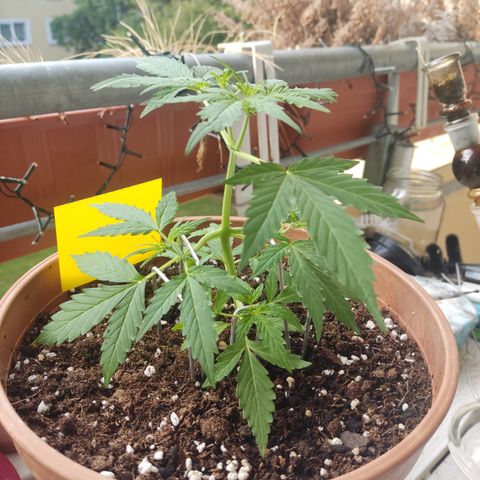Apple Fritter Automatic growlog timeline photo