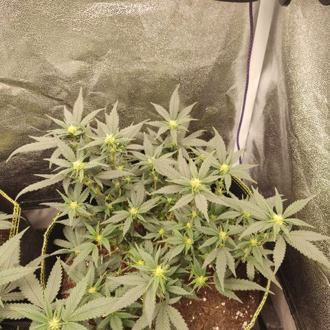 OG18 growlog timeline photo