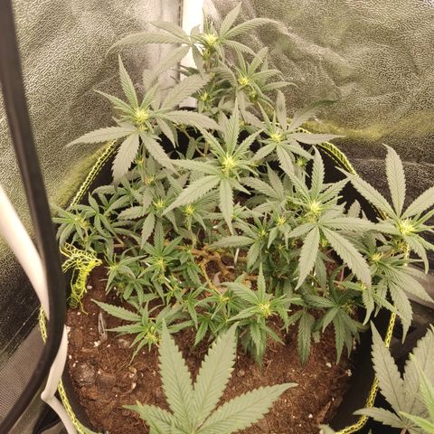 Big Bud growlog timeline photo