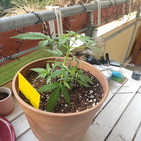 Apple Fritter Automatic growlog timeline photo